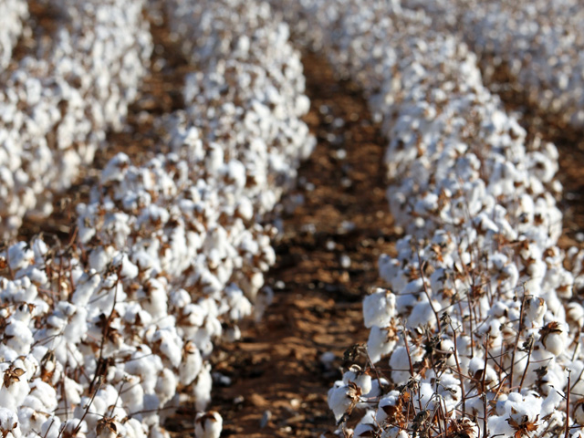 Cotton prices have plummeted since the COVID-19 pandemic. It will make profits even harder to come by for farmers. (DTN file photo)